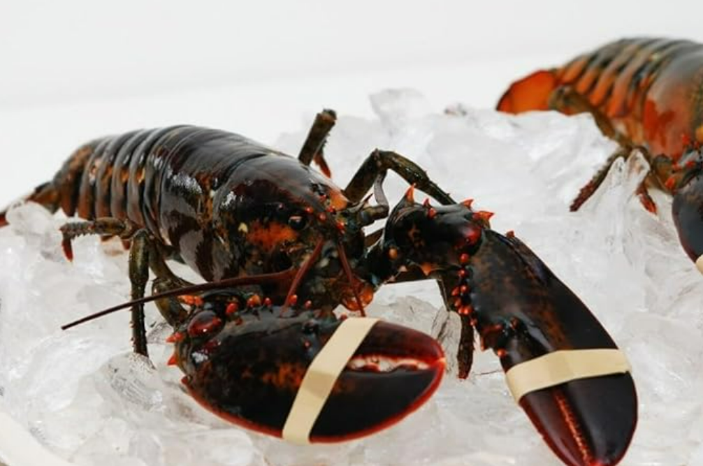 High-Quality Live Maine Lobster
